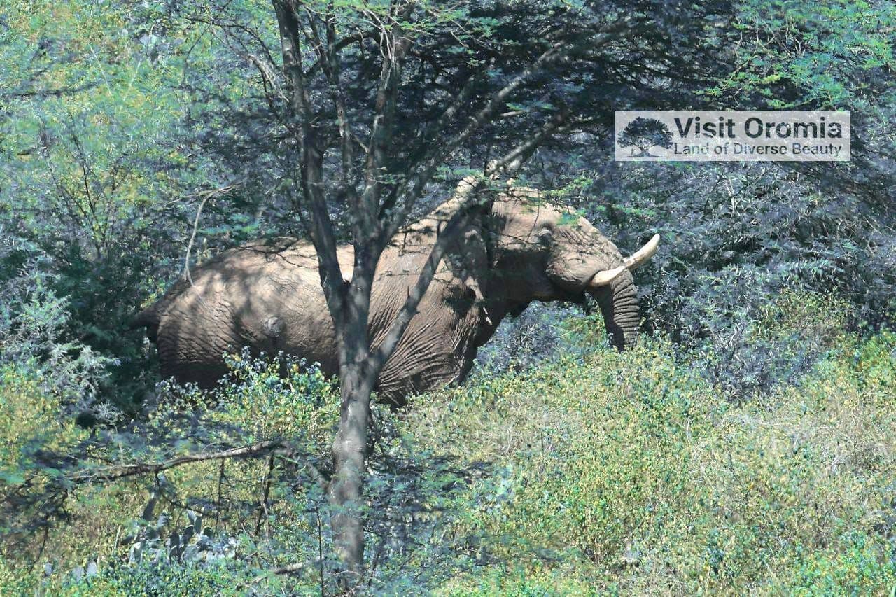 Babile Elephant Sanctuary photo 6