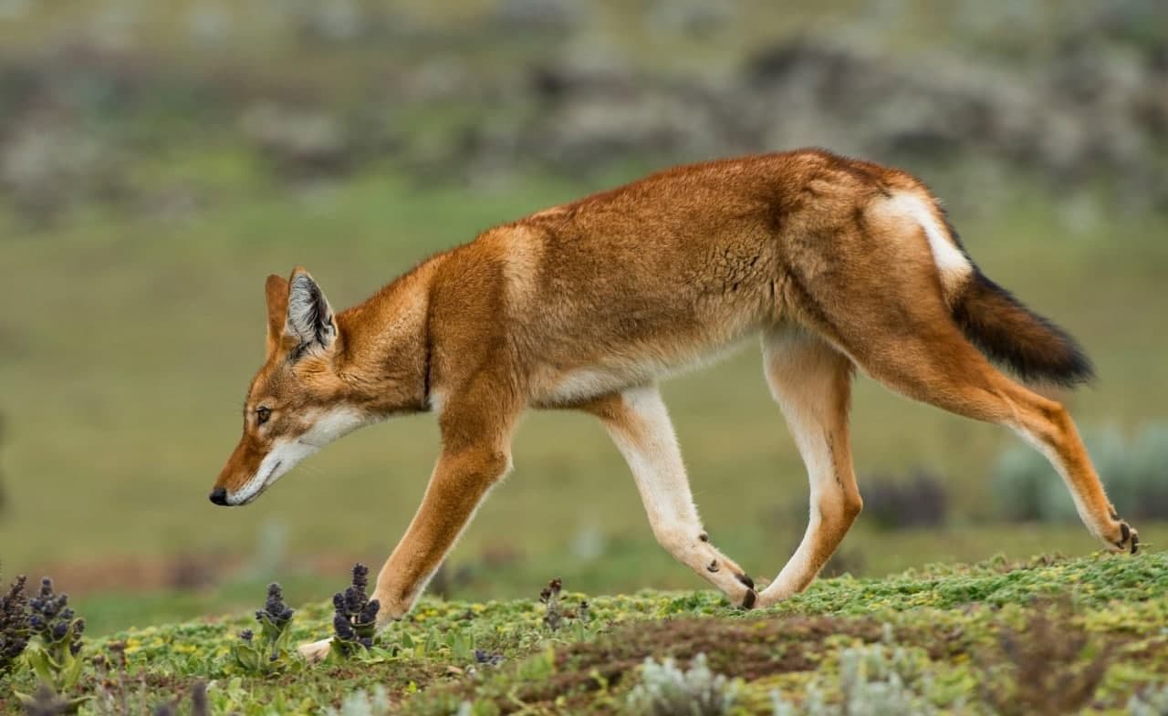 Bale Mountains National Park photo 1