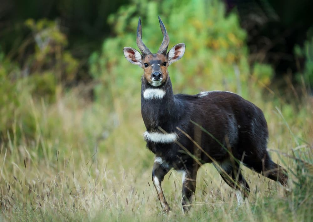 Dhati Walal National Park overview