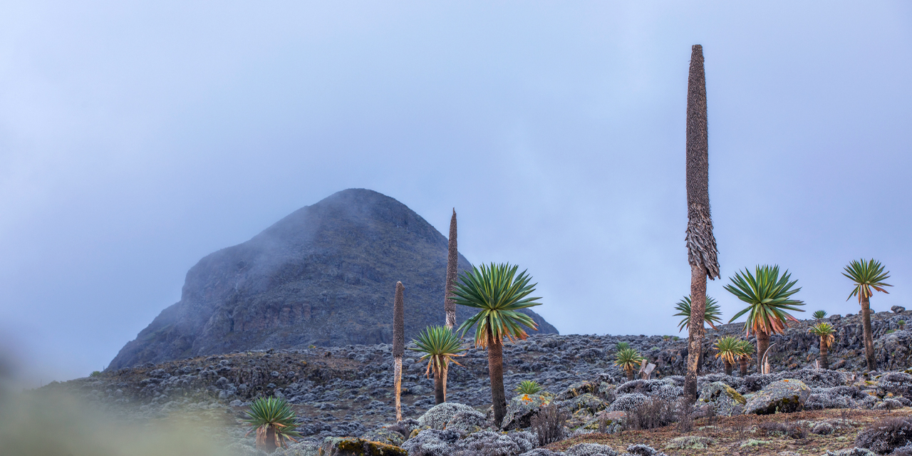 https://visitoromia.org/arabic/wp-content/uploads/2018/09/Bale-National-Park-01-1.jpg