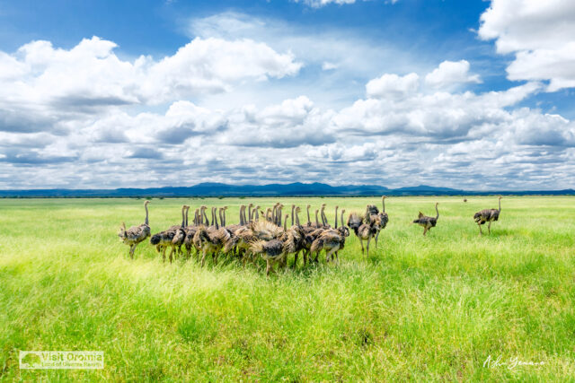 The plains of Borana boast an amazing collection of wildlife akin to its neighbors in Kenya and Tanzania such as ostriches, big game, and two different species of Zebra – a title it holds on its own among national parks in the world. Borana National Park  Follow our photographers as they capture the best of Oromia. ???? Ashu Yemane   #visitOromia #landofdiversebeauty #LandOfOrigins #nationalpark #Ethiopia #Oromia #wildlife #park #borana #park #tourism